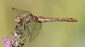 Sympetrum vulgatum female-6